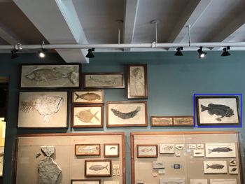 Media type: image;   Vertebrate Paleontology VPF-13863 Description: Annotated image of specimens mounted on one of the walls in the HMNH Romer Hall showing the location of VPF-13863.;